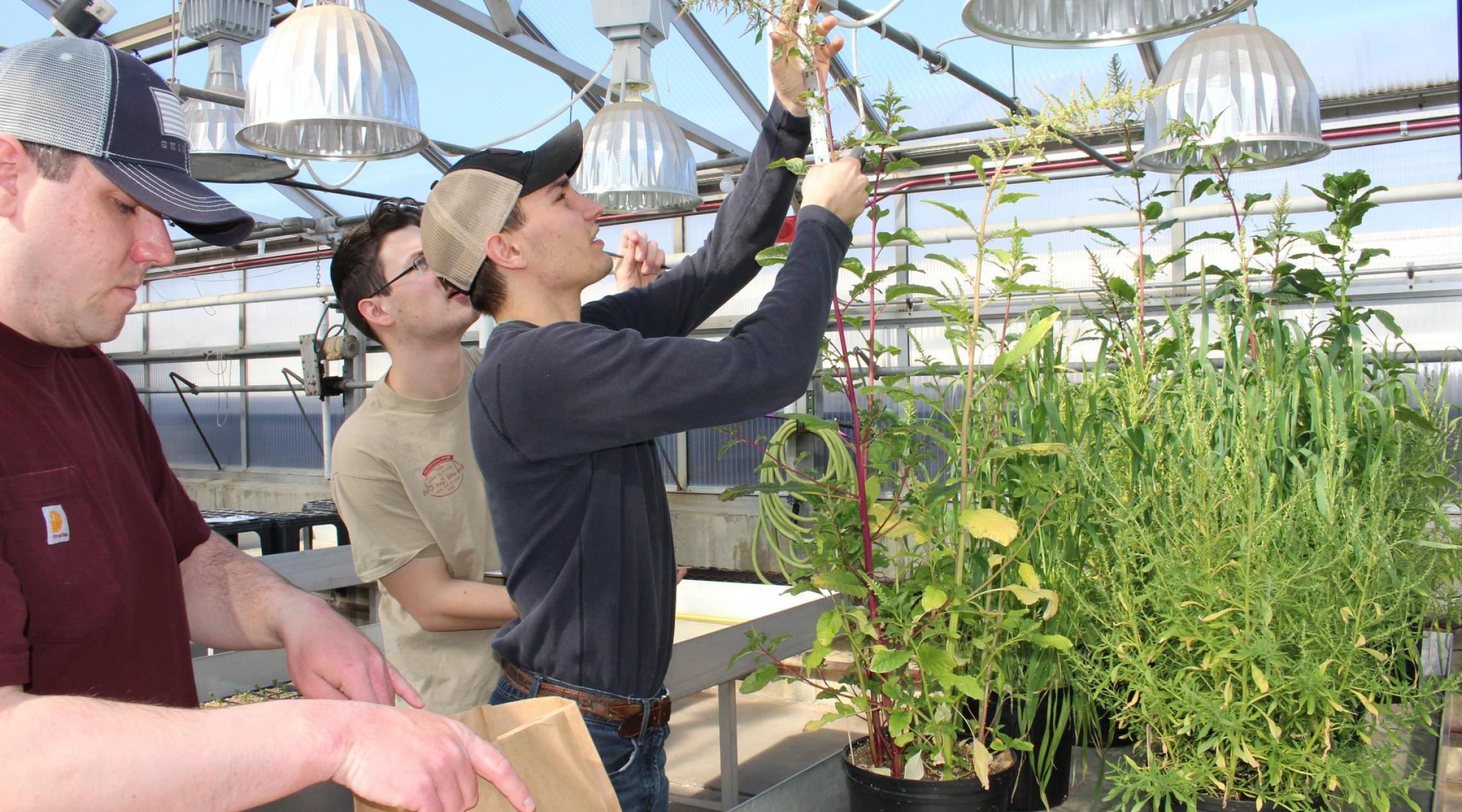 students harvesting a plant in a green house